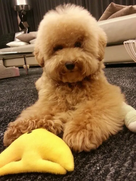Puppies For Sale Local Breeders 3