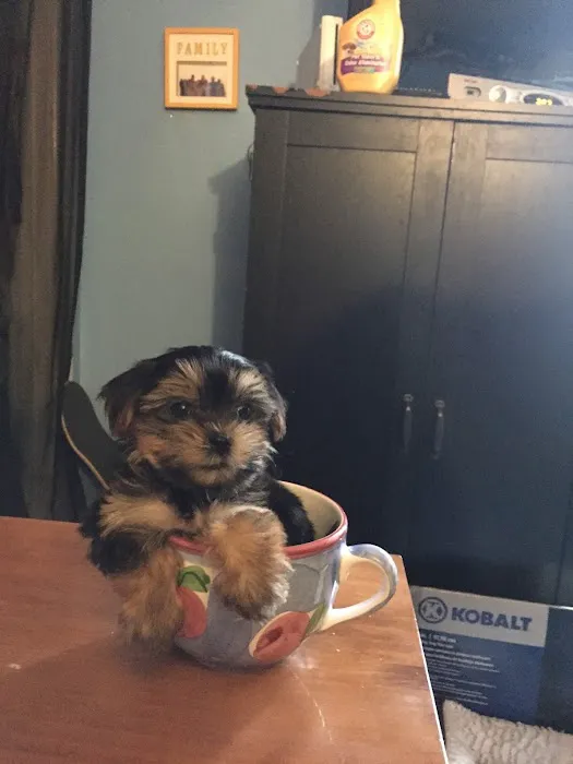 Puppies For Sale Local Breeders 2