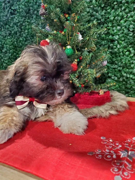 Puppies For Sale Local Breeders 1