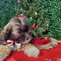 Puppies For Sale Local Breeders ico