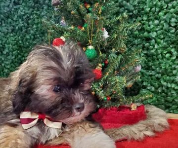 Puppies For Sale Local Breeders
