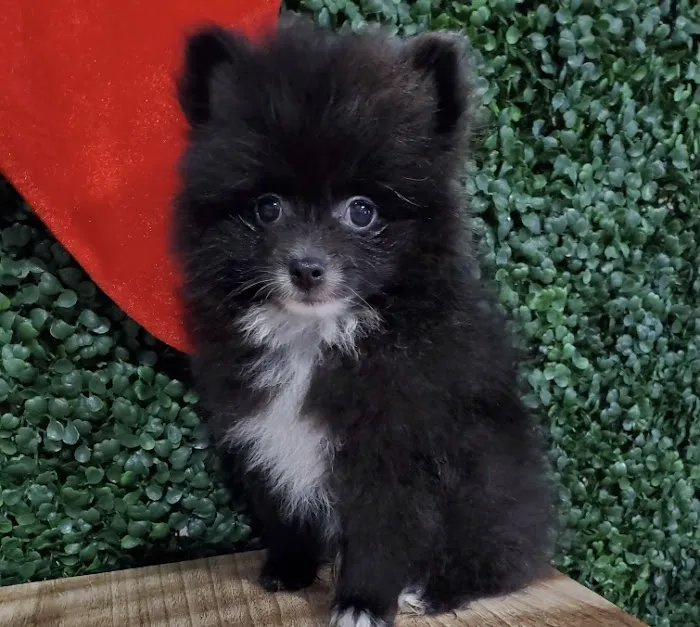 Puppies For Sale Local Breeders 5