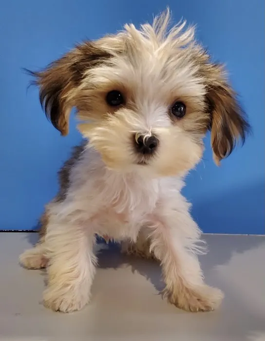 Puppies For Sale Local Breeders 4