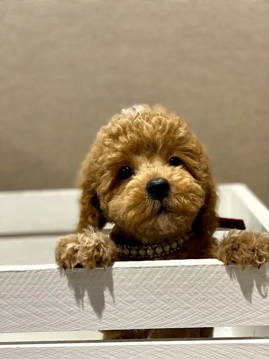 Puppies For Sale Local Breeders 7