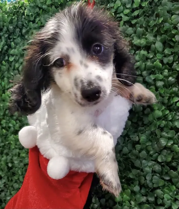 Puppies For Sale Local Breeders 8