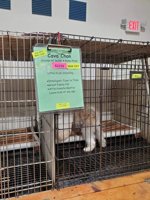Puppies For Sale Local Breeders 6