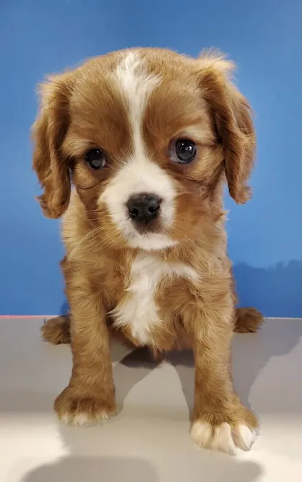 Puppies For Sale Local Breeders 9