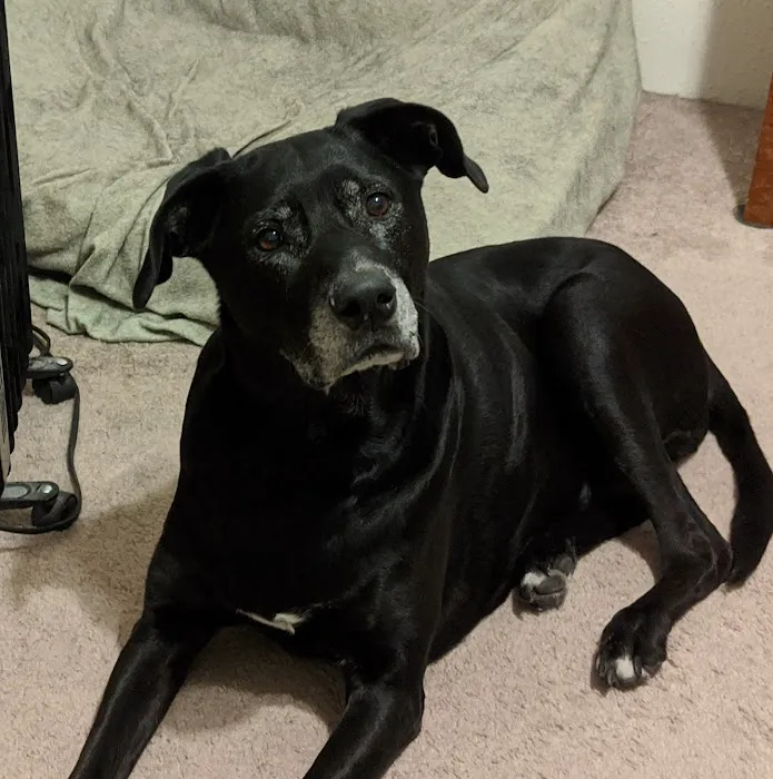 Vetco Total Care Animal Hospital 12