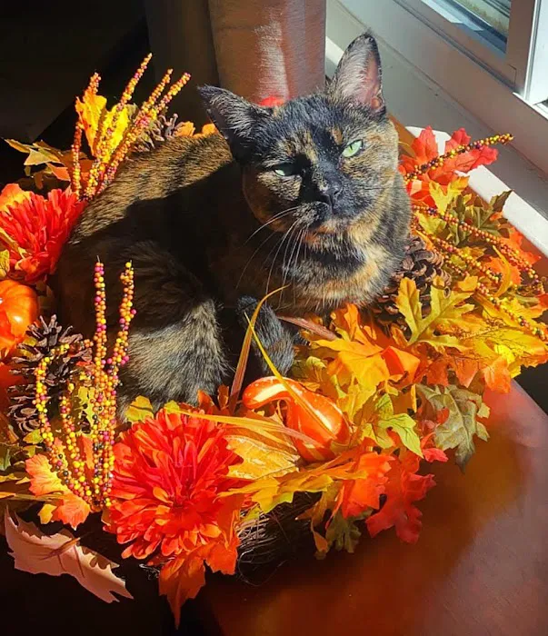 Mead Veterinary Medical Center 7