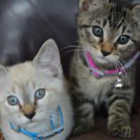Mead Veterinary Medical Center ico