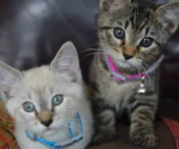 Mead Veterinary Medical Center