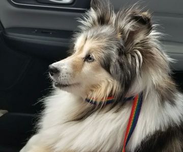 Peila, Jeff DVM
