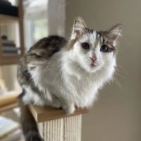 Valley Veterinary Hospital ico
