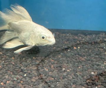 Mystical Ponds and Aquariums