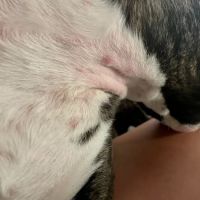 Gunbarrel Veterinary Hospital ico