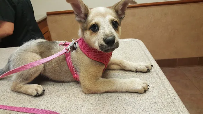 Gunbarrel Veterinary Hospital 12