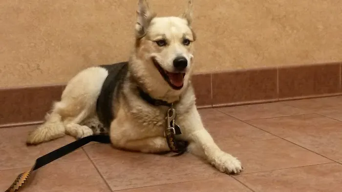 Gunbarrel Veterinary Hospital 12