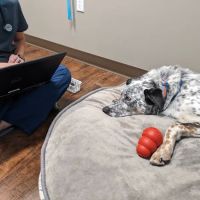 Left Hand Animal Hospital ico