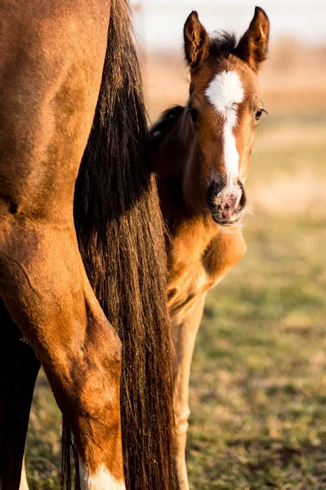 VetweRx Equine North 2