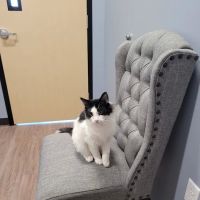 Clover Basin Animal Hospital ico