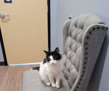 Clover Basin Animal Hospital