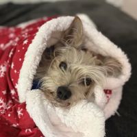 Three Peaks Veterinary ico