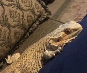Leapin Lizards Pet Shop