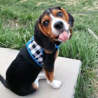 Mountain Lake Family Vet ico