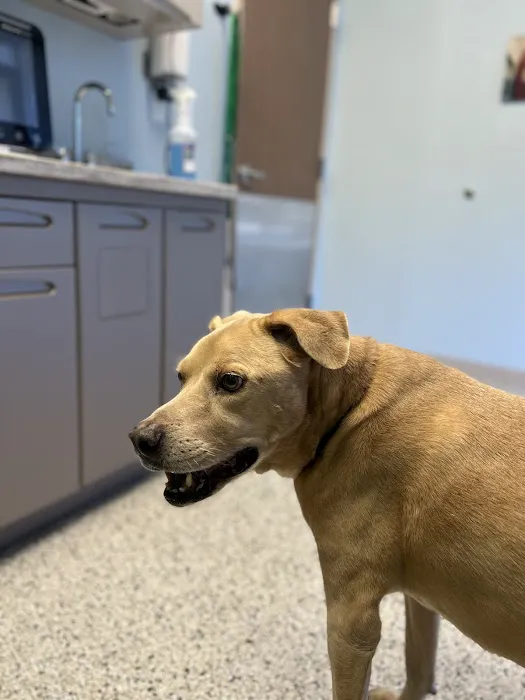 Mountain Lake Family Vet 2