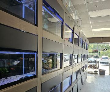 Oranda Aquarium