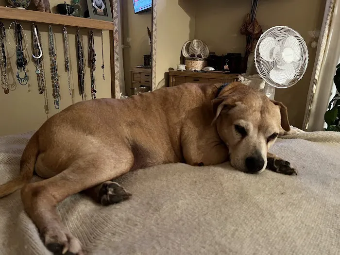 Palmer Lake Veterinary Hospital 10