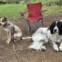 Palmer Lake Veterinary Hospital ico