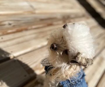Bella's Elegant Designs
