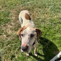 Woodmoor Veterinary Hospital ico