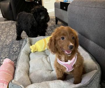 Precious Petite Puppies
