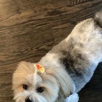 Banfield Pet Hospital ico