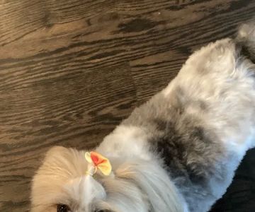 Banfield Pet Hospital