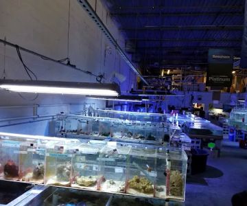 The Fish Store