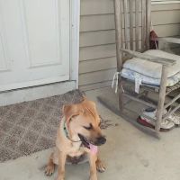 White Clay Creek Veterinary Hospital ico