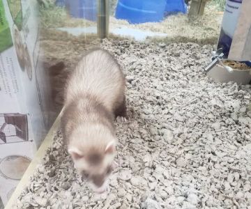 Pet Supermarket