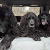 West Caln Veterinary Clinic & Mobile Veterinary Service ico
