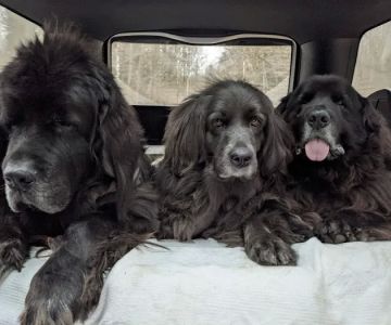 West Caln Veterinary Clinic & Mobile Veterinary Service