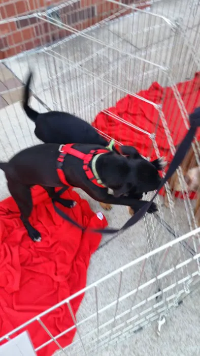 Petco 1