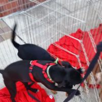 Petco ico