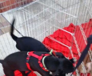 Petco