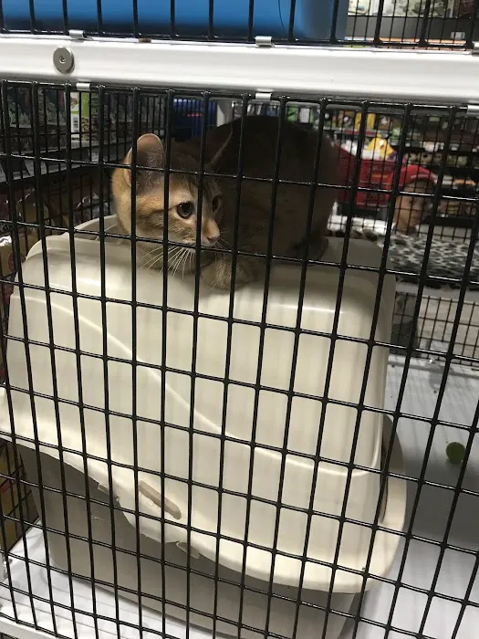 Pet Supermarket 2