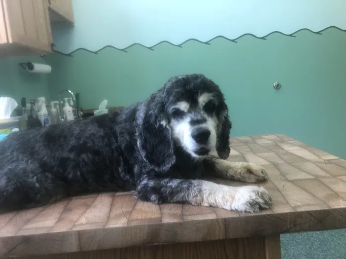 Noah's Glen Animal Hospital - Patricia Slanga, VMD 7