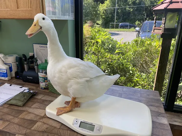 Noah's Glen Animal Hospital - Patricia Slanga, VMD 1