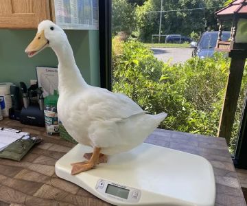 Noah's Glen Animal Hospital - Patricia Slanga, VMD