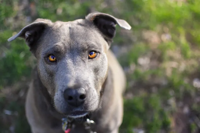 Country Companion Animal Hospital 12